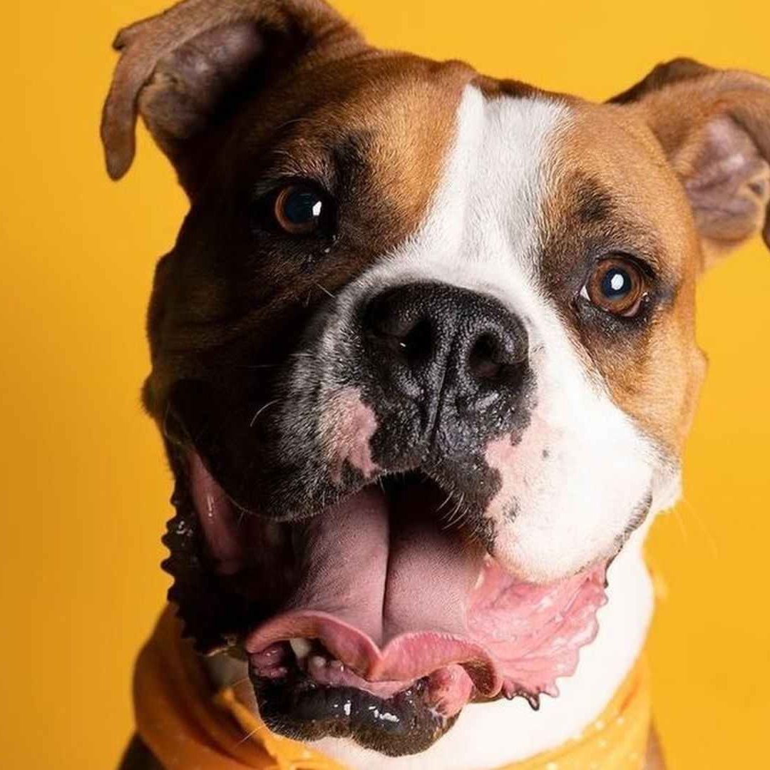 Alina fundó Rescatalandia para ayudar a perros abandonados