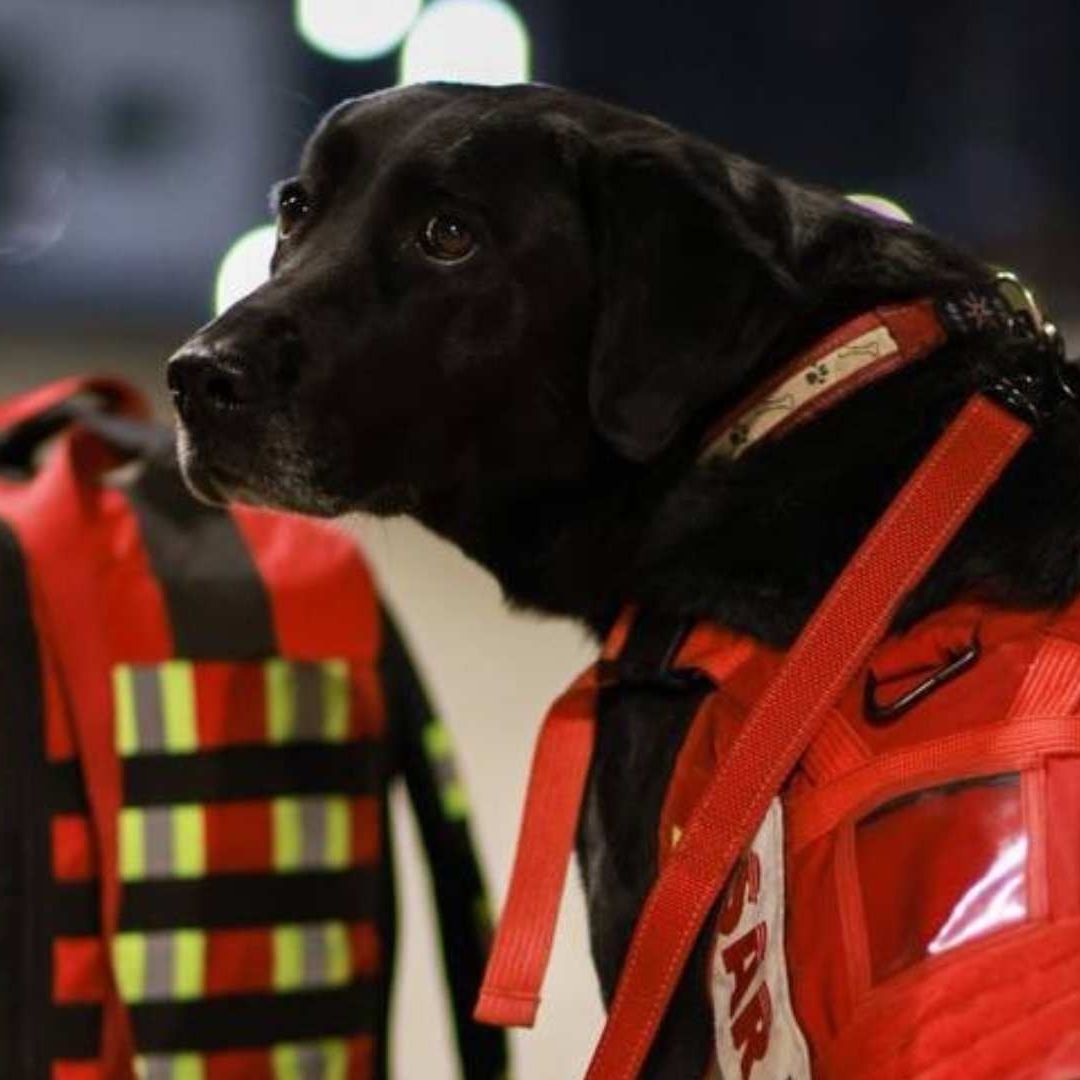 ¡Viva México! Perros rescatistas viajarán a Turquía