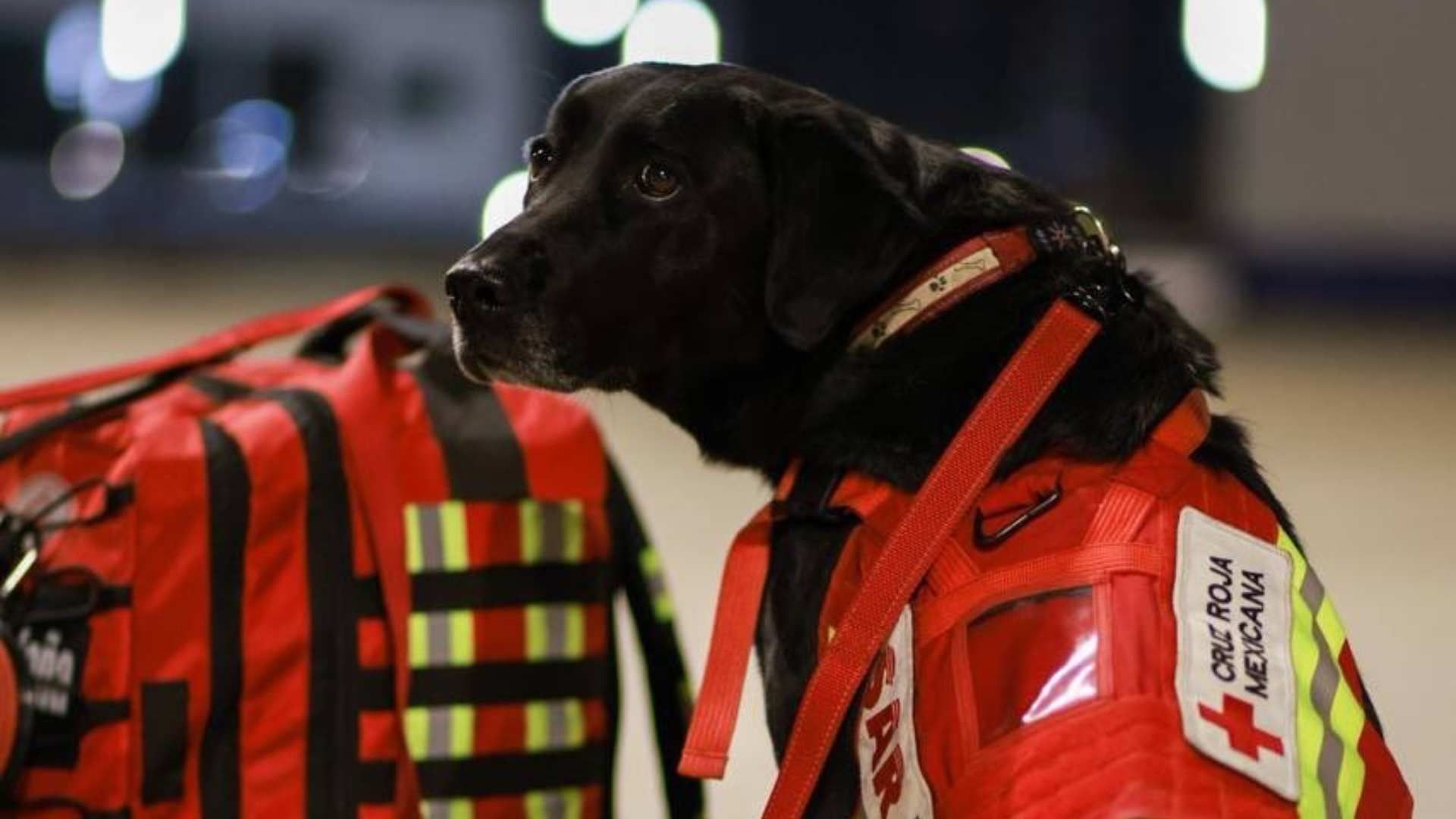¡Viva México! Perros rescatistas viajarán a Turquía