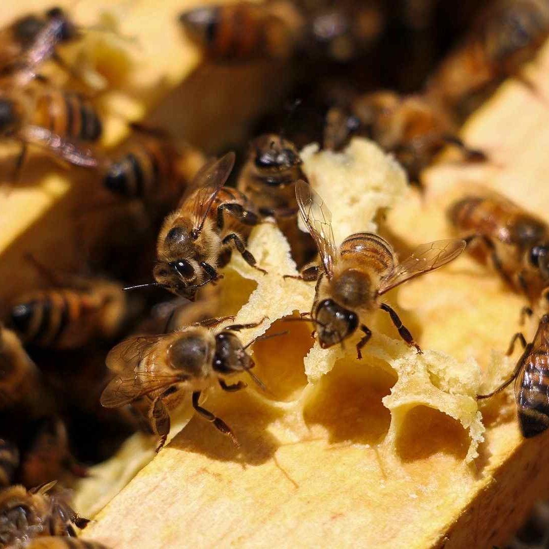 Abejas de Barrio es una empresa mexicana dedicada al agroturismo apícola de Xochimilco