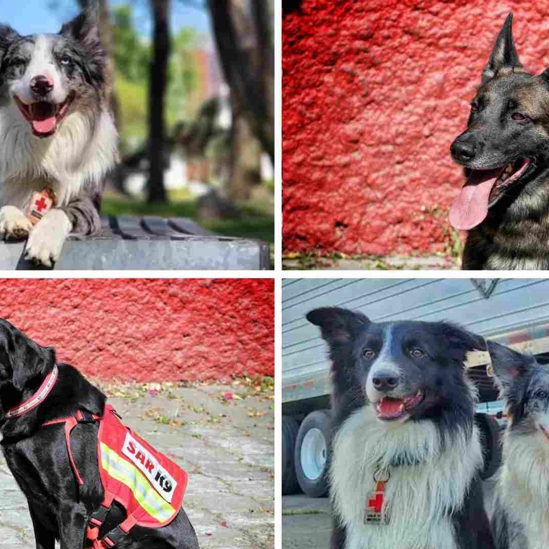 Conoce a los binomios caninos mexicanos que apoyarán en Turquía