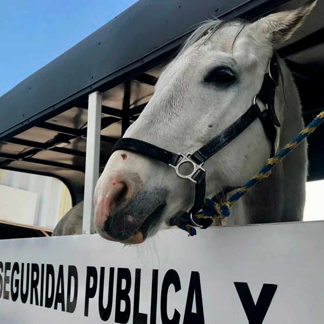 Jubilación de caballos de la policía de Ecatepec