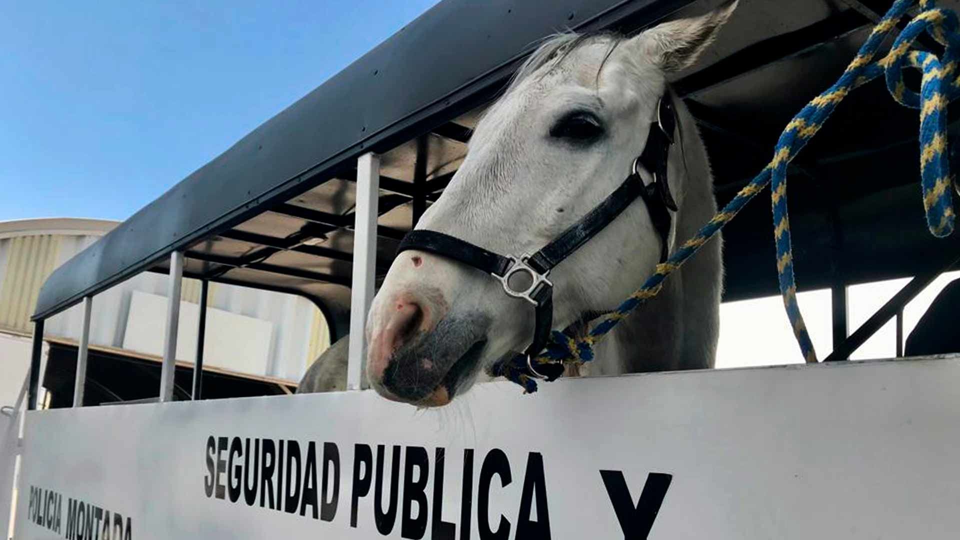 Jubilación de caballos de la policía de Ecatepec