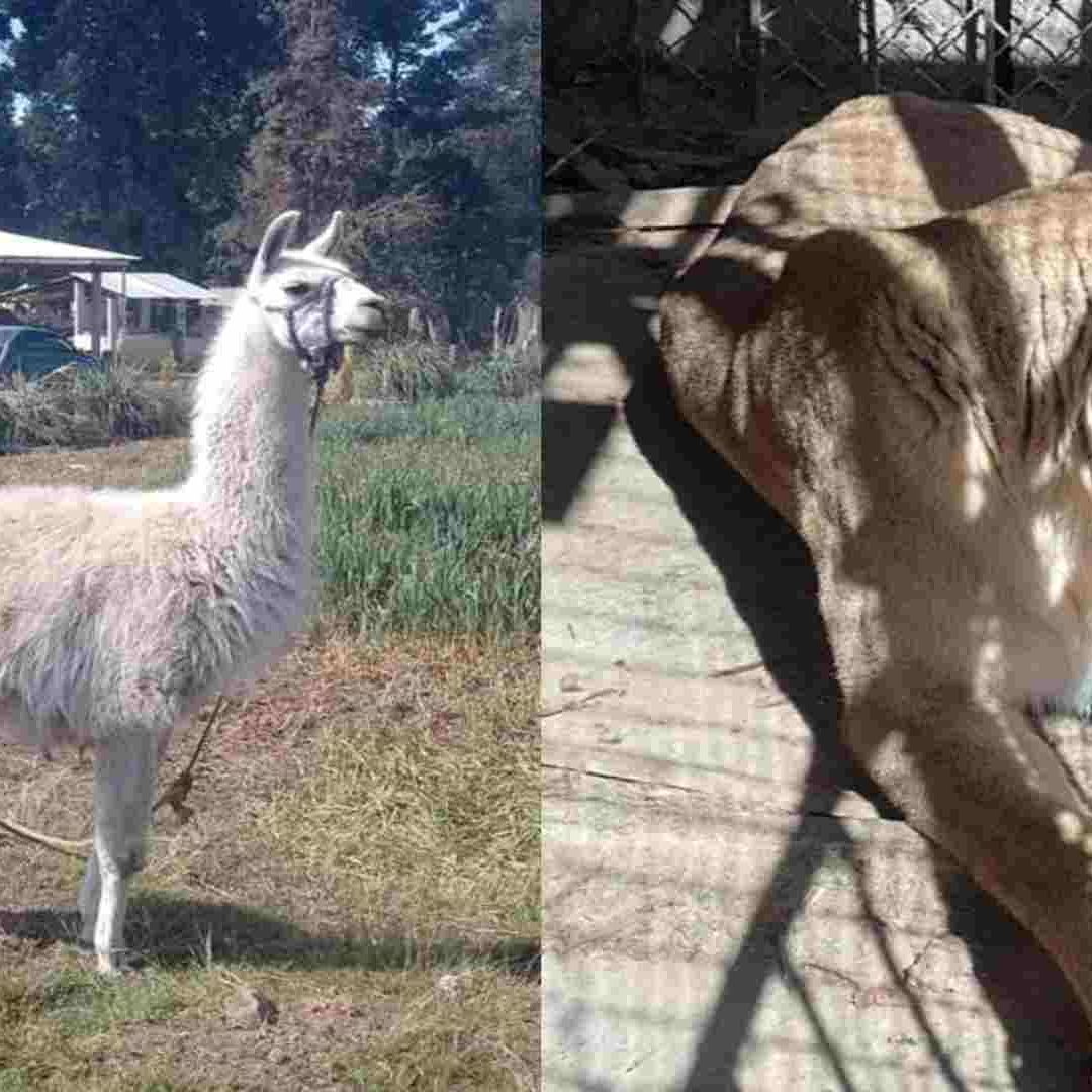 Durante Cateo en Edomex rescatan a una leona y una llama