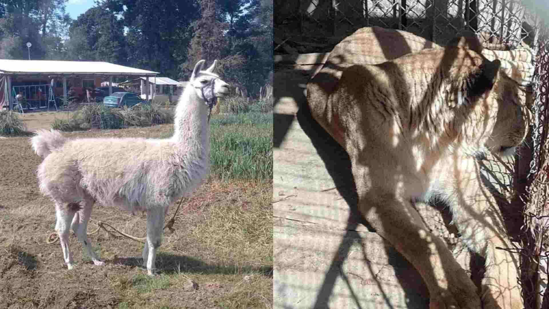 Durante Cateo en Edomex rescatan a una leona y una llama