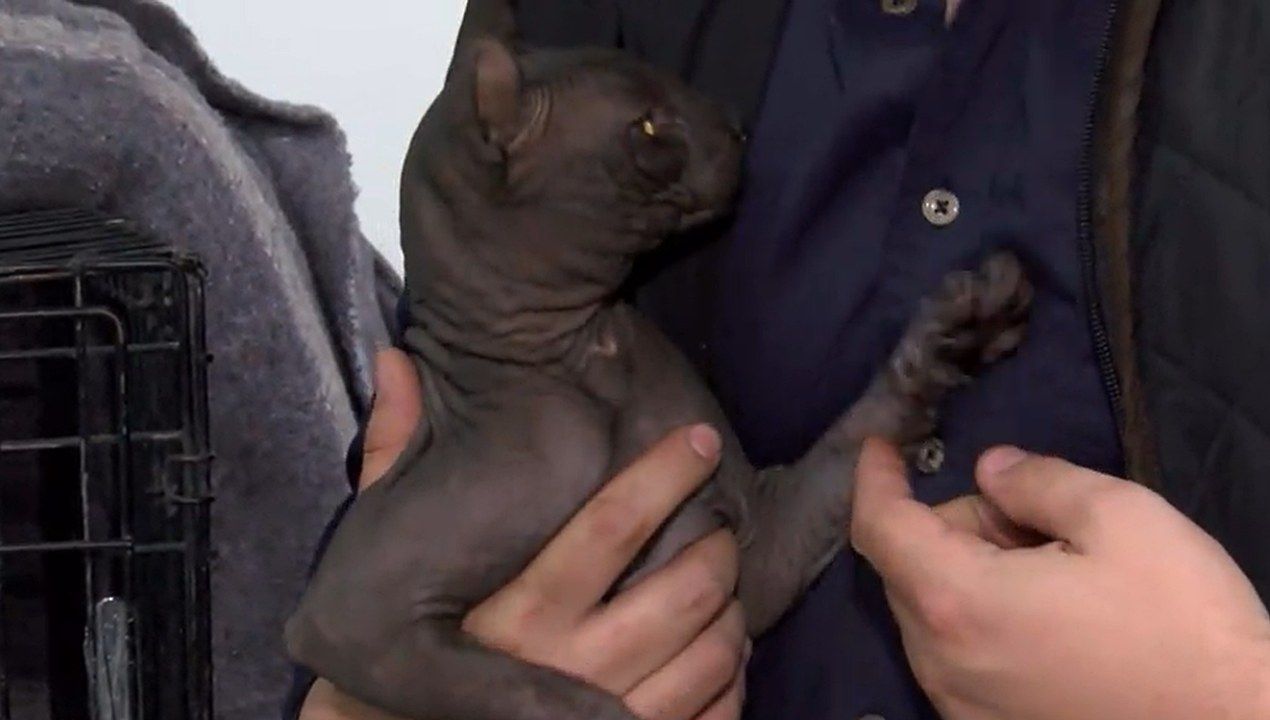 Autoridades resguardaron un gato egipcio que fue encontrado en el penal de Ciudad Juárez