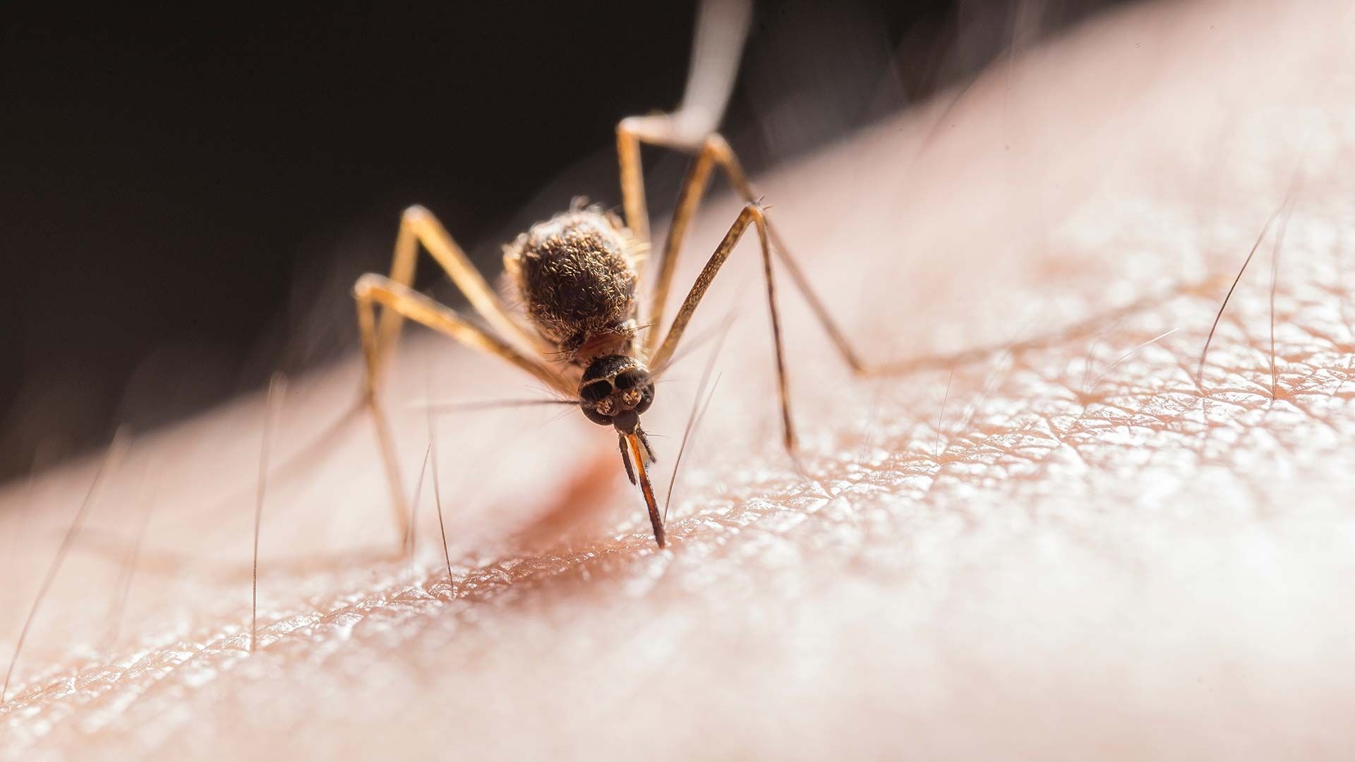 Las tasas de curación de leishmaniasis son altas con los medicamentos apropiados