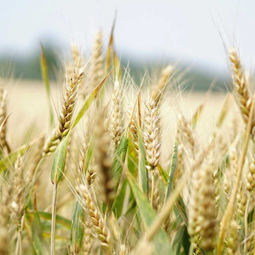 Crean trigo que genera su propio fertilizante, ¿cómo funciona?