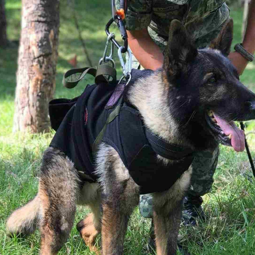 Muere Proteo, binomio canino de la Sedena, en Turquía