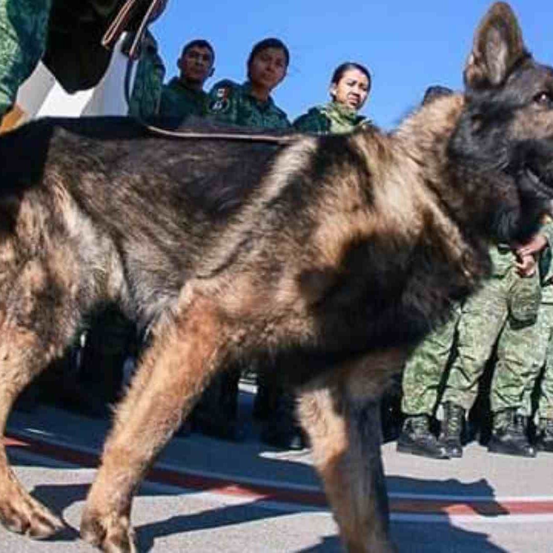 ¿De qué murió Proteo, binomio canino mexicano en Turquía?