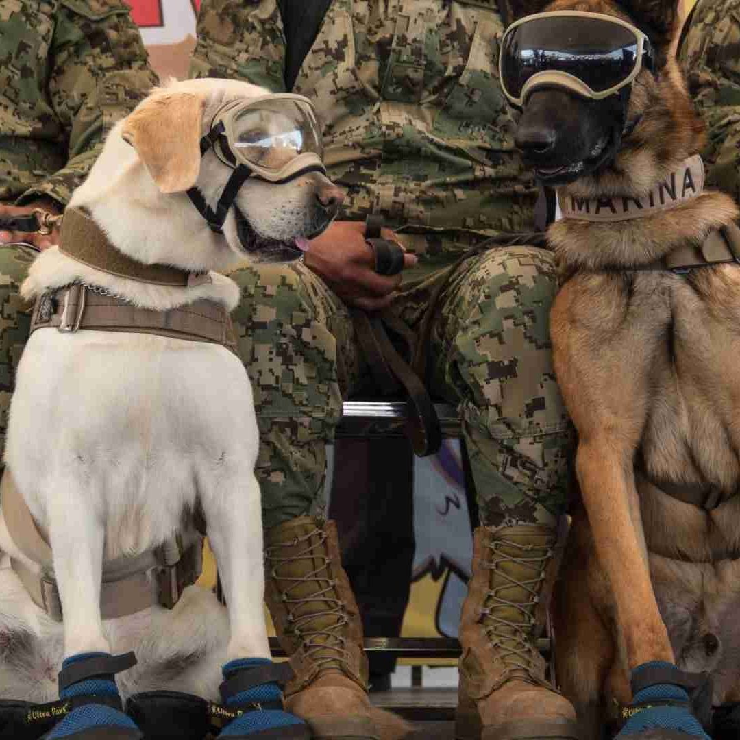 Perros rescatistas: ¿Por qué ya no usan googles y botas como Frida?