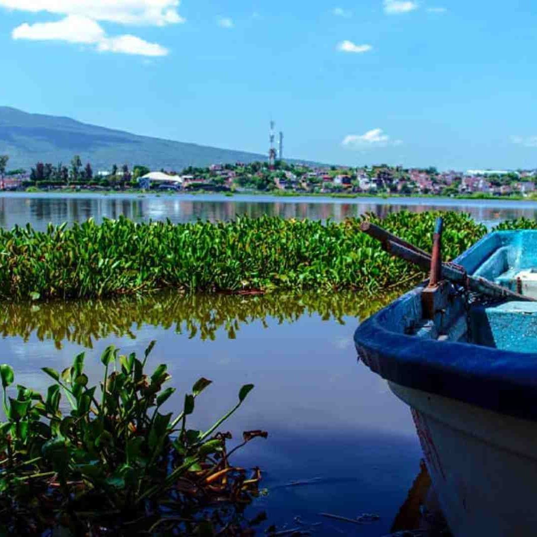 Laguna de Yuriria, en riesgo por invasión de lirio acuático