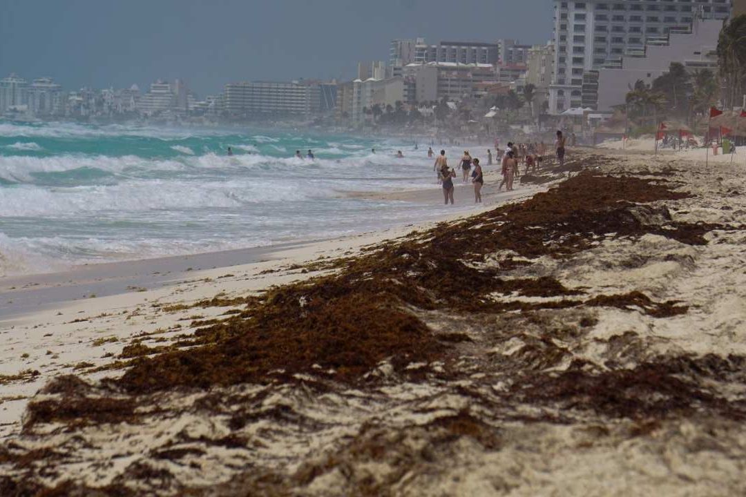 Científicos advirtieron que la llegada del sargazo, algas invasoras, se adelantó tres meses en esta temporada