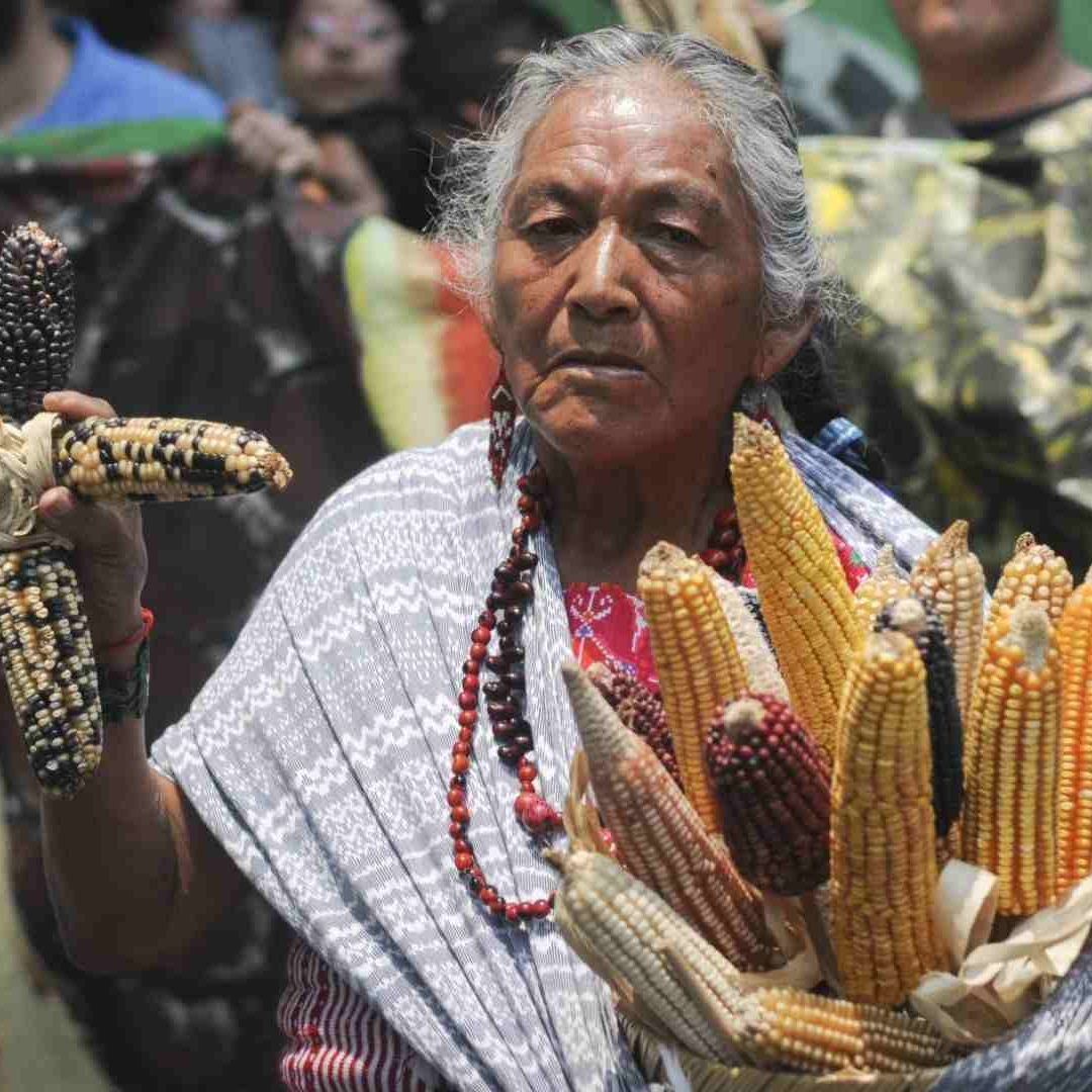 México permite el uso de maíz transgénico para consumo animal