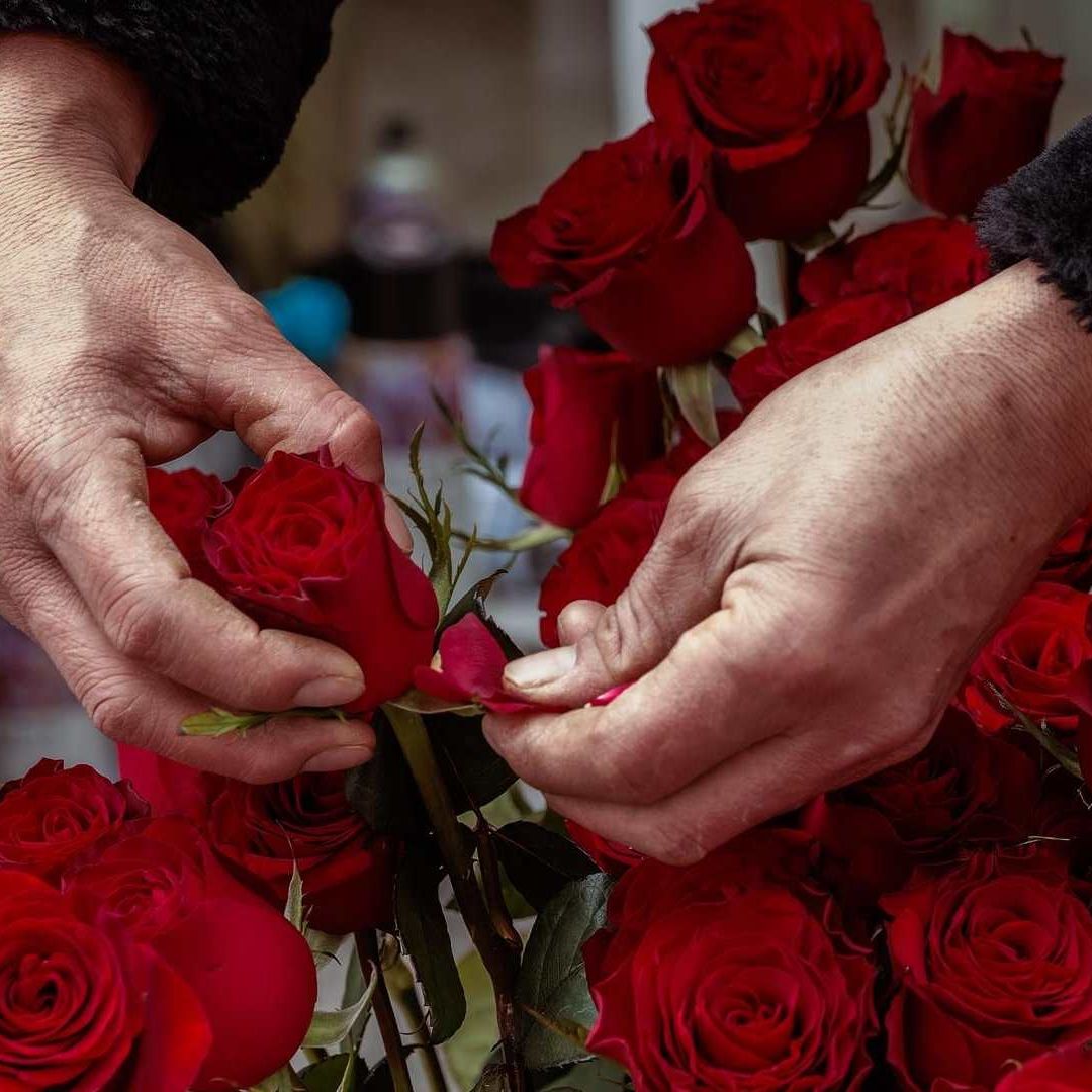 Una persona retira un pétalo a una rosa para evitar que esta se marchite