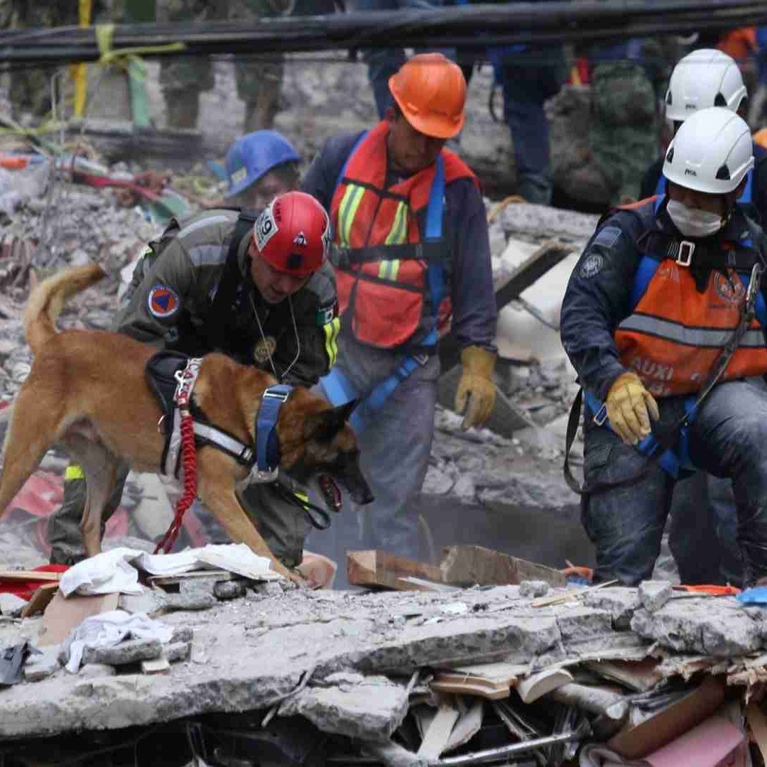 Los perros rescatistas deben recibir un entrenamiento especializado
