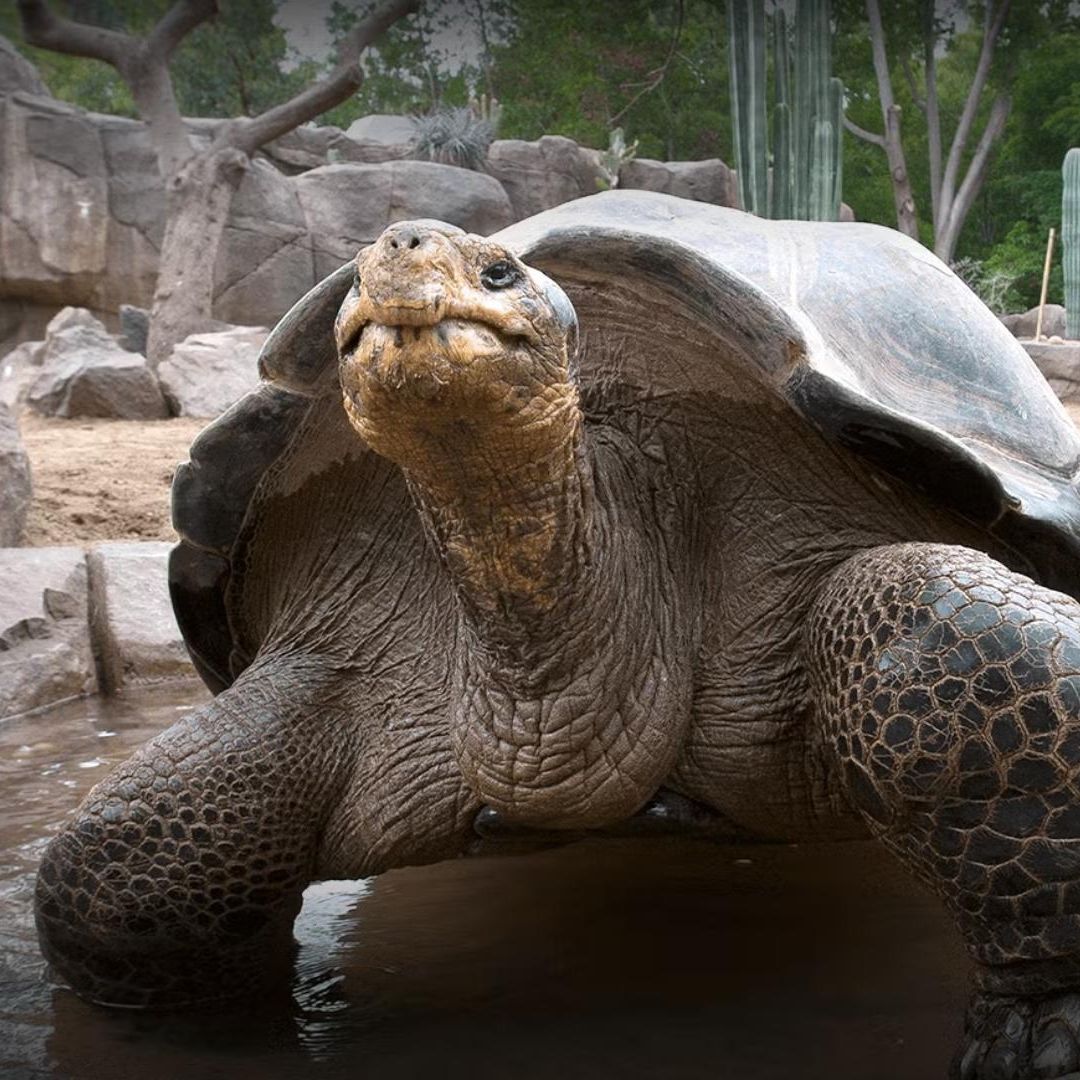 Muere Gramma, Tortuga que Vivió las Dos Guerras Mundiales y el Mandato de 20 Presidentes de EUA.
