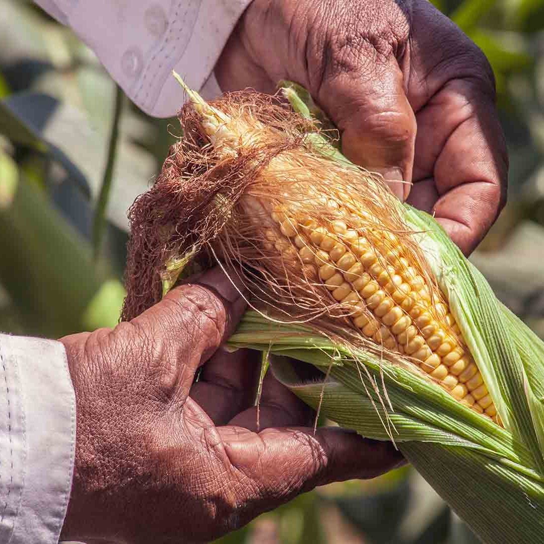 AMLO descartó ruptura con EUA por limitación en importación de maíz transgénico