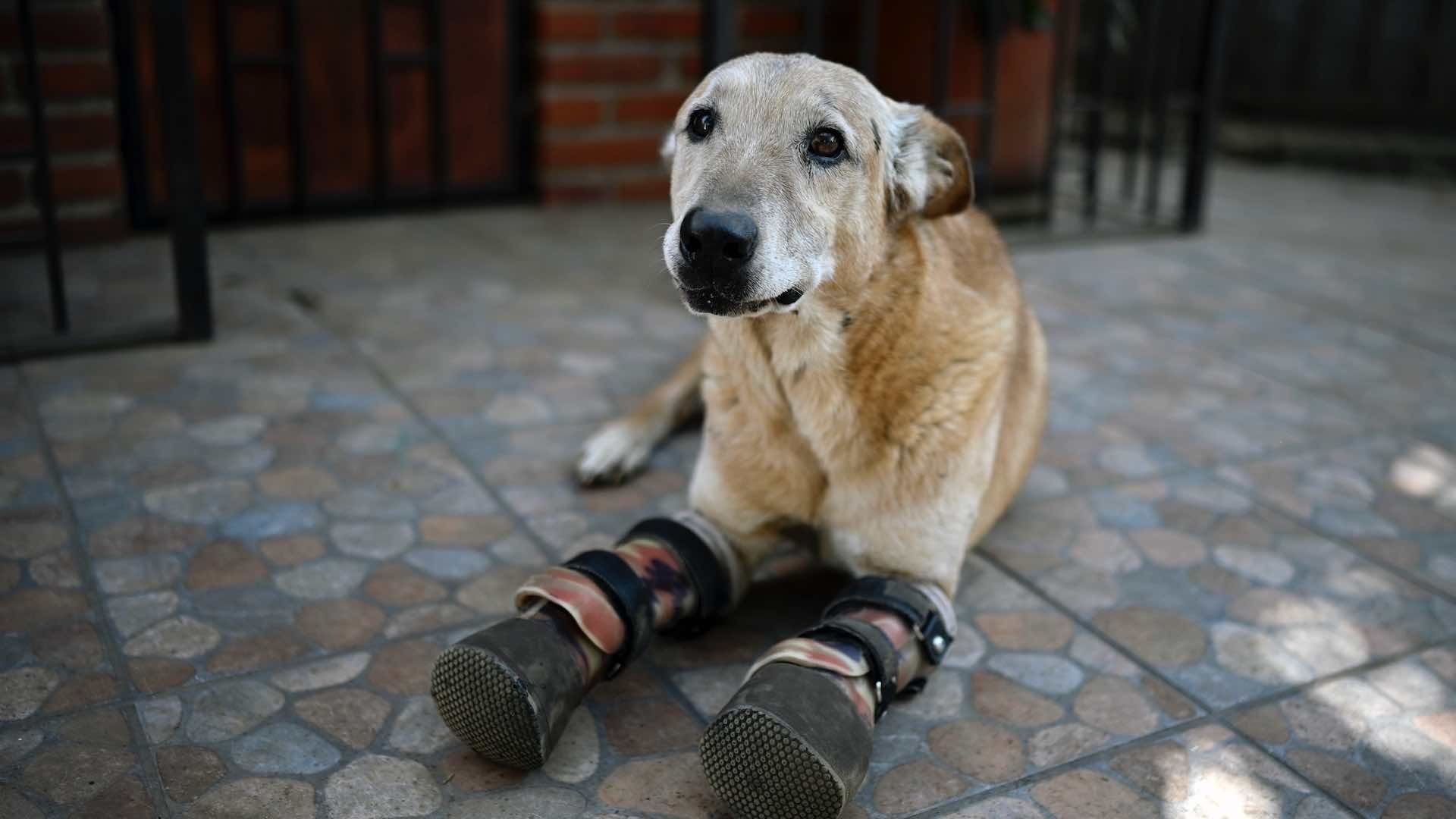 Pay de Limón, tan dulce como su nombre, ha conquistado miles de corazones