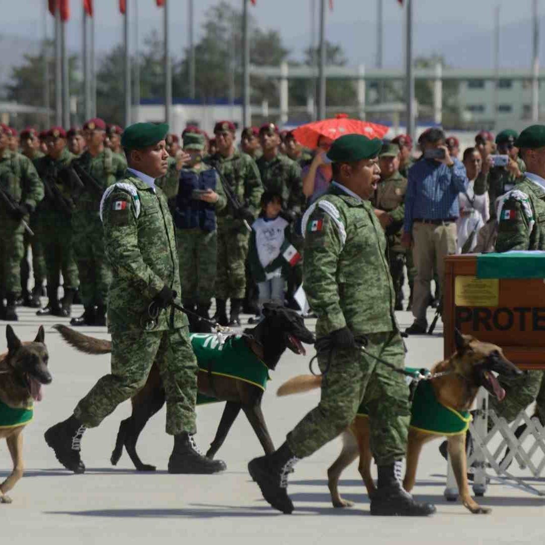 Proteo: Rinden Homenaje Póstumo a Perrito Rescatista