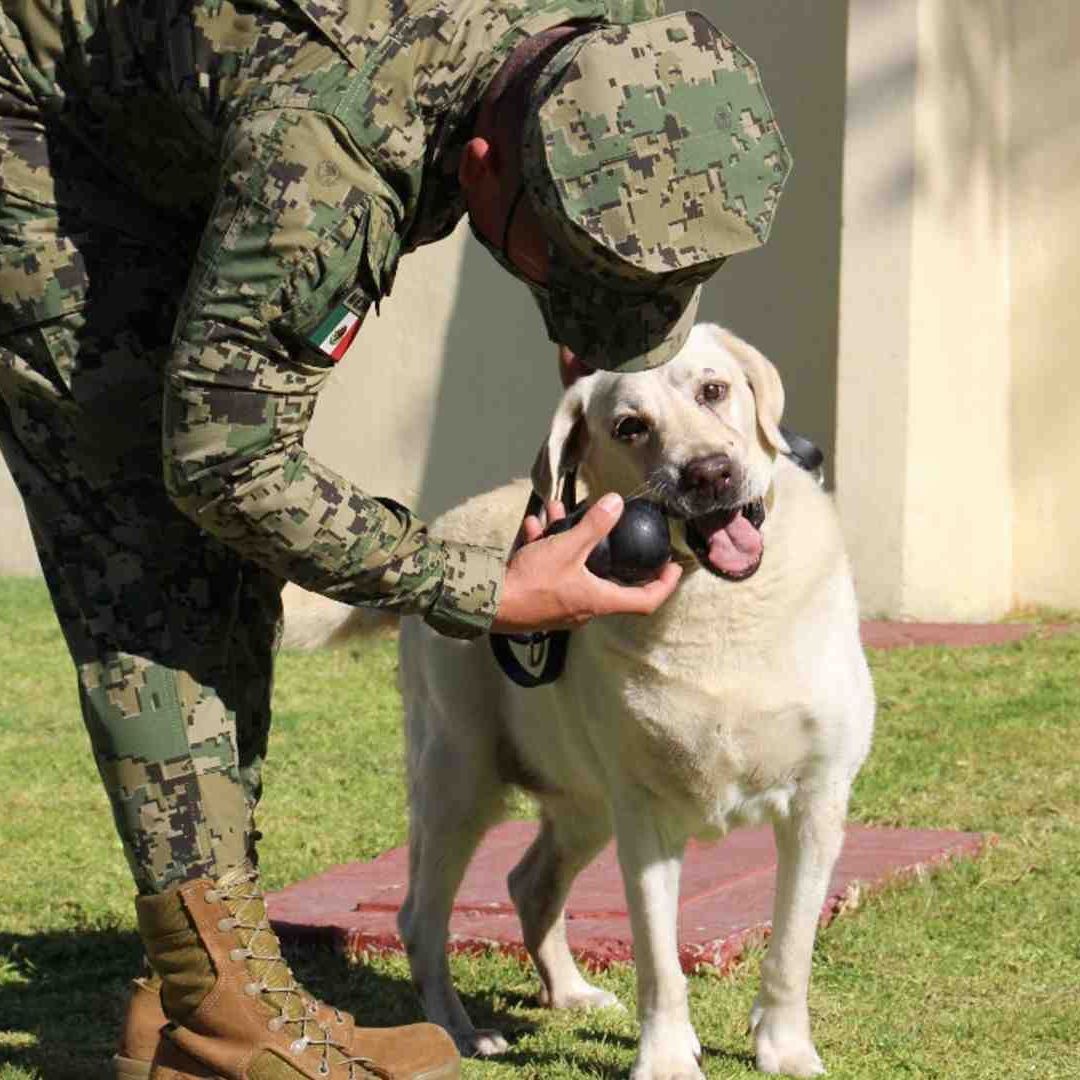 Los perros rescatistas de la SEDENA pueden ser adoptados por cualquier persona
