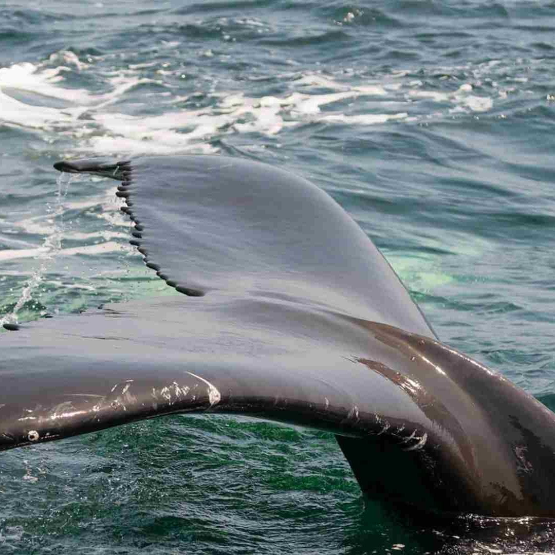 Ballena Impacta Lancha en Oaxaca, una Persona Muere
