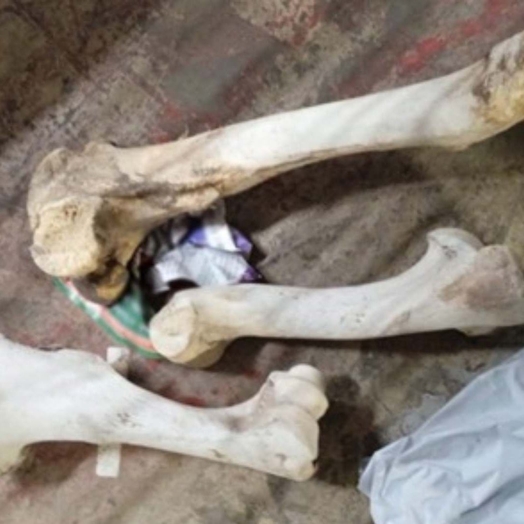 Hallan huesos humanos en empresa de mensajería en Hidalgo