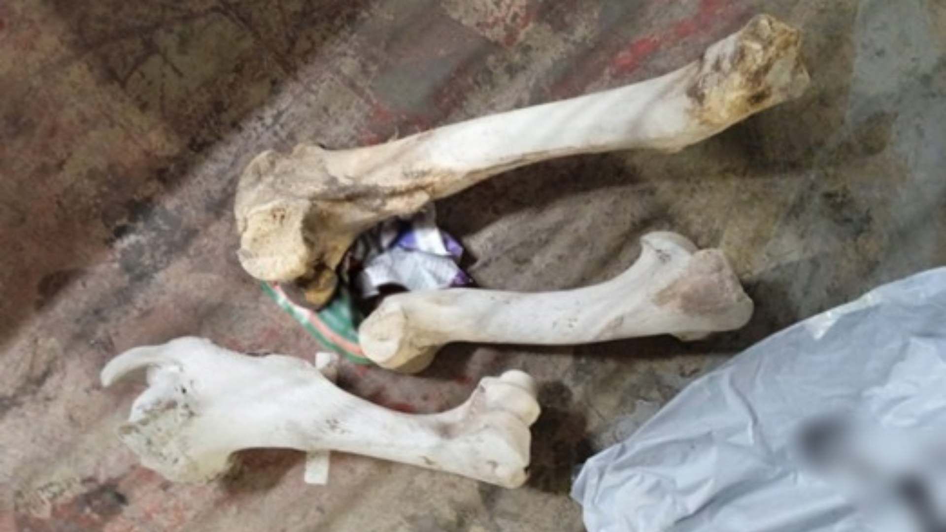 Hallan huesos humanos en empresa de mensajería en Hidalgo
