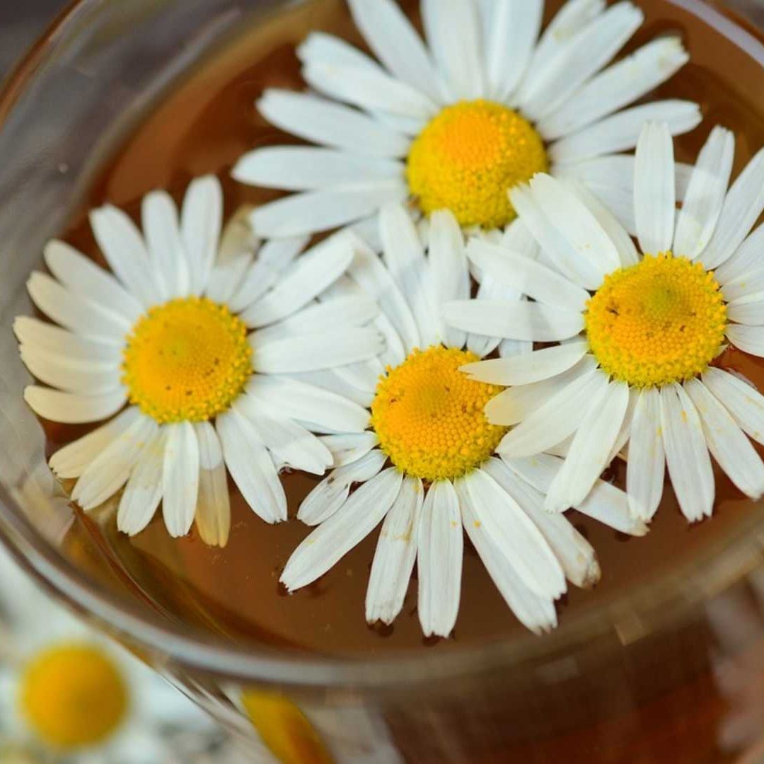 La manzanilla, el Miércoles de Ceniza simboliza purificación y limpieza