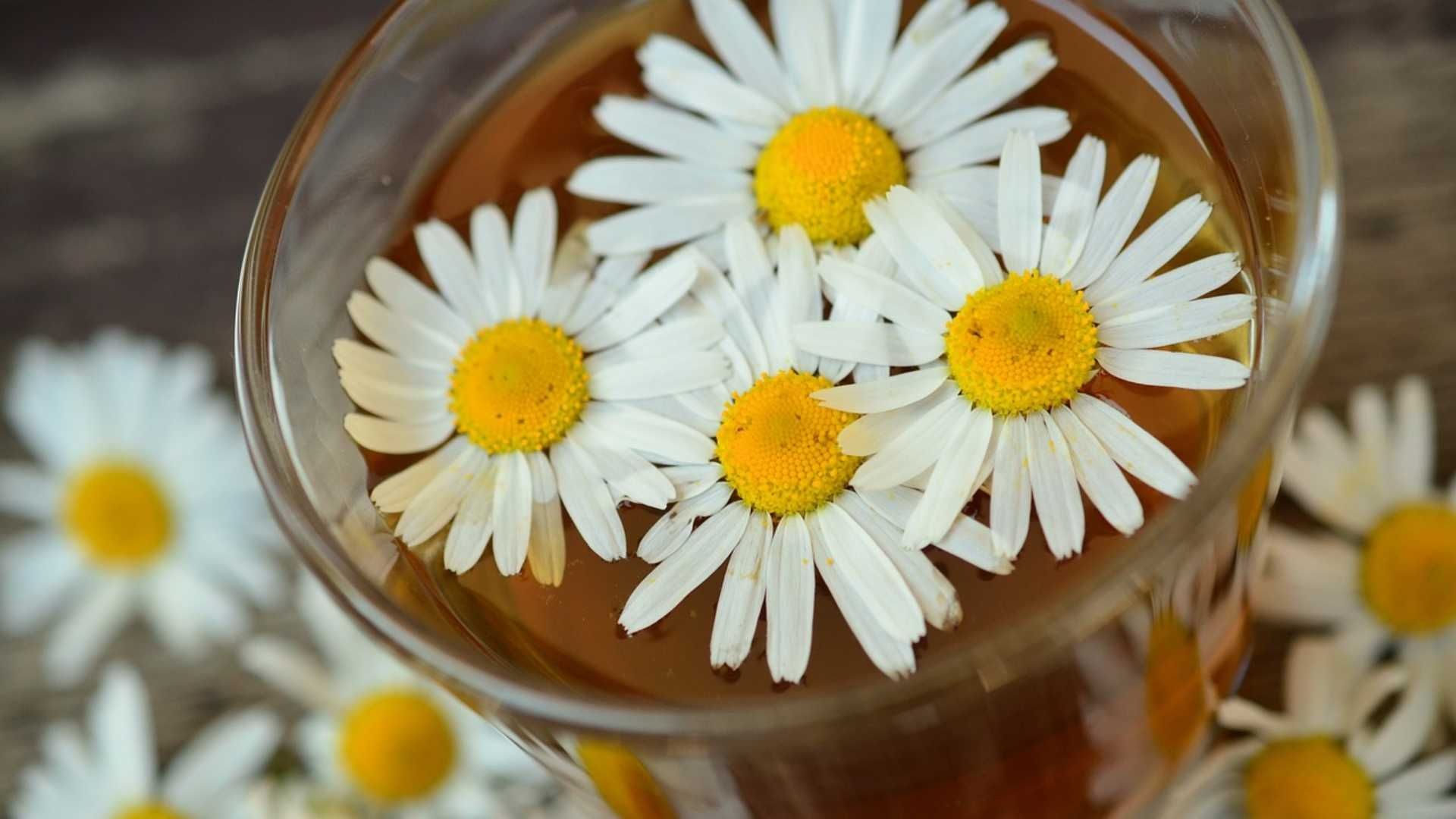 La manzanilla, el Miércoles de Ceniza simboliza purificación y limpieza