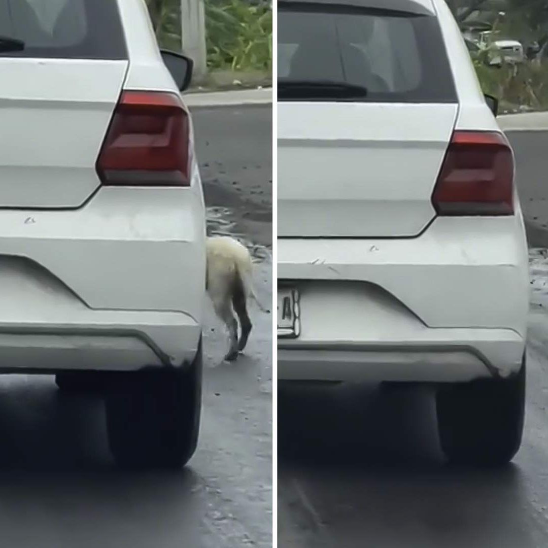 Video: Abandonan a perro en carretera de Veracruz