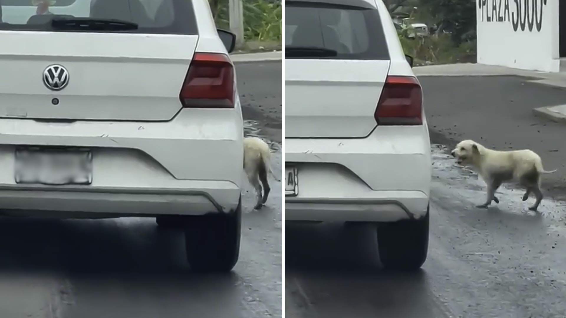 Video: Abandonan a perro en carretera de Veracruz