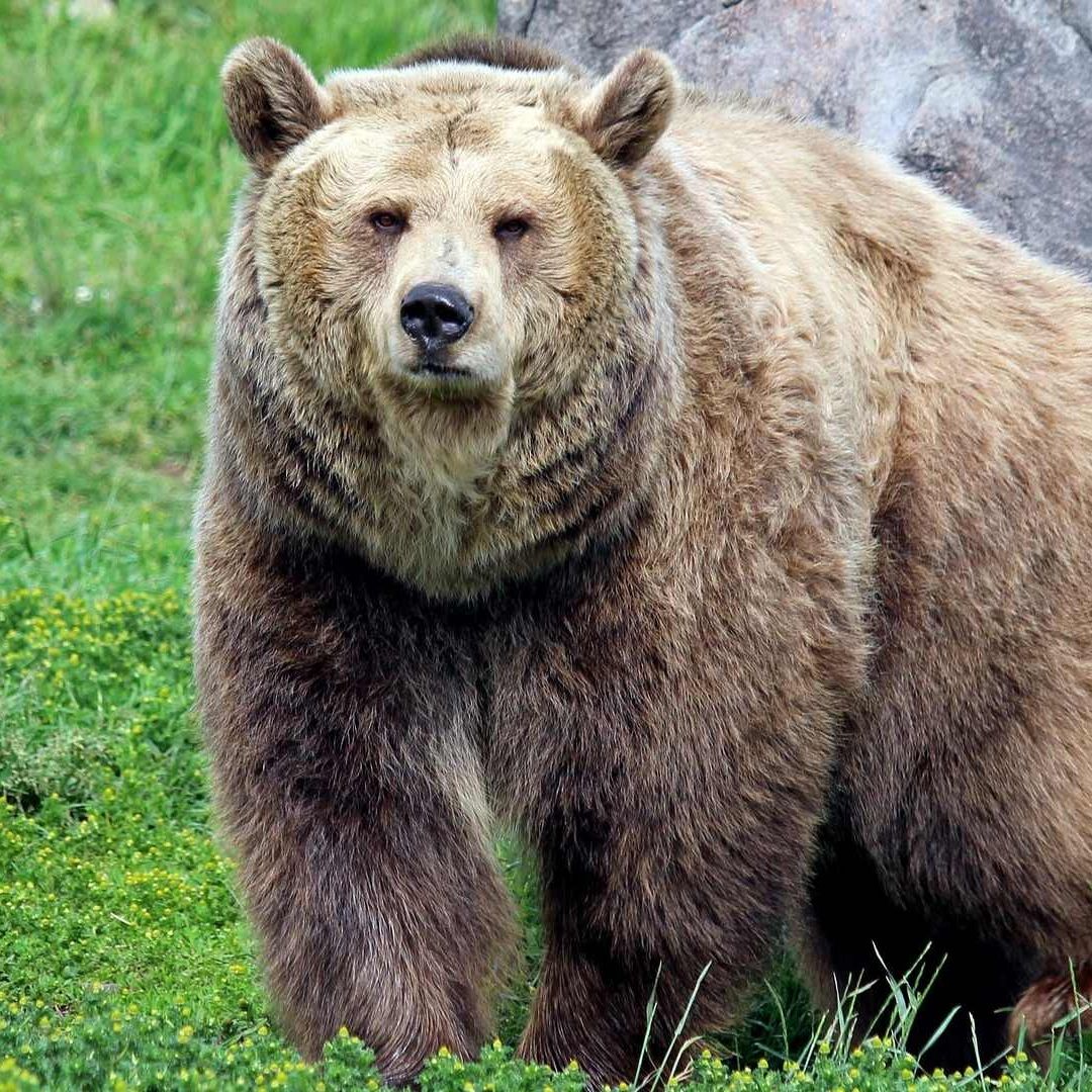 Oso Grizzly Ataca a Alumnos y Maestros Que Realizaban Senderismo, en Canadá; Hay 11 Heridos