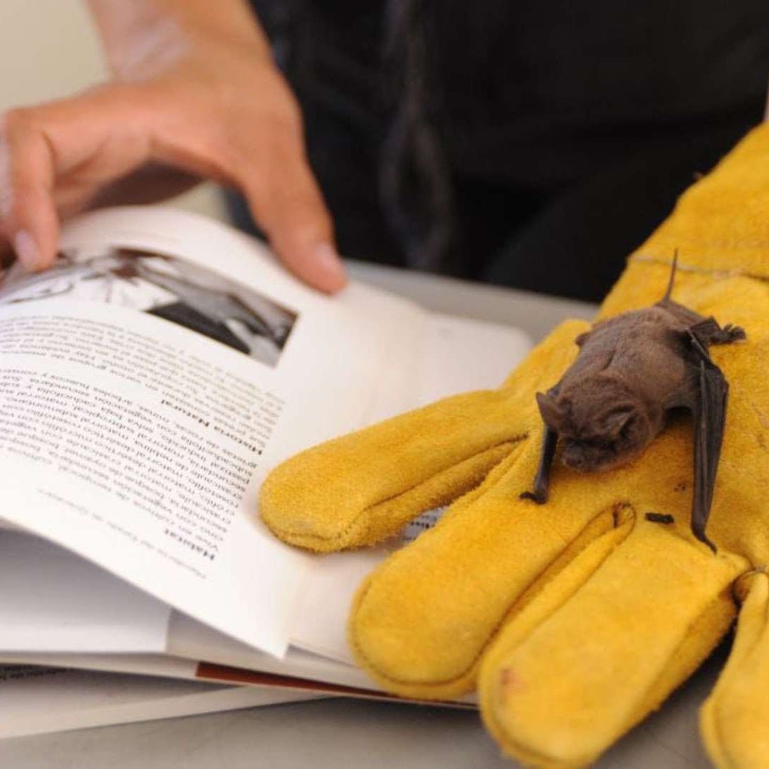 Murciélagos Anidan en Escuela de Querétaro y Causan Alerta