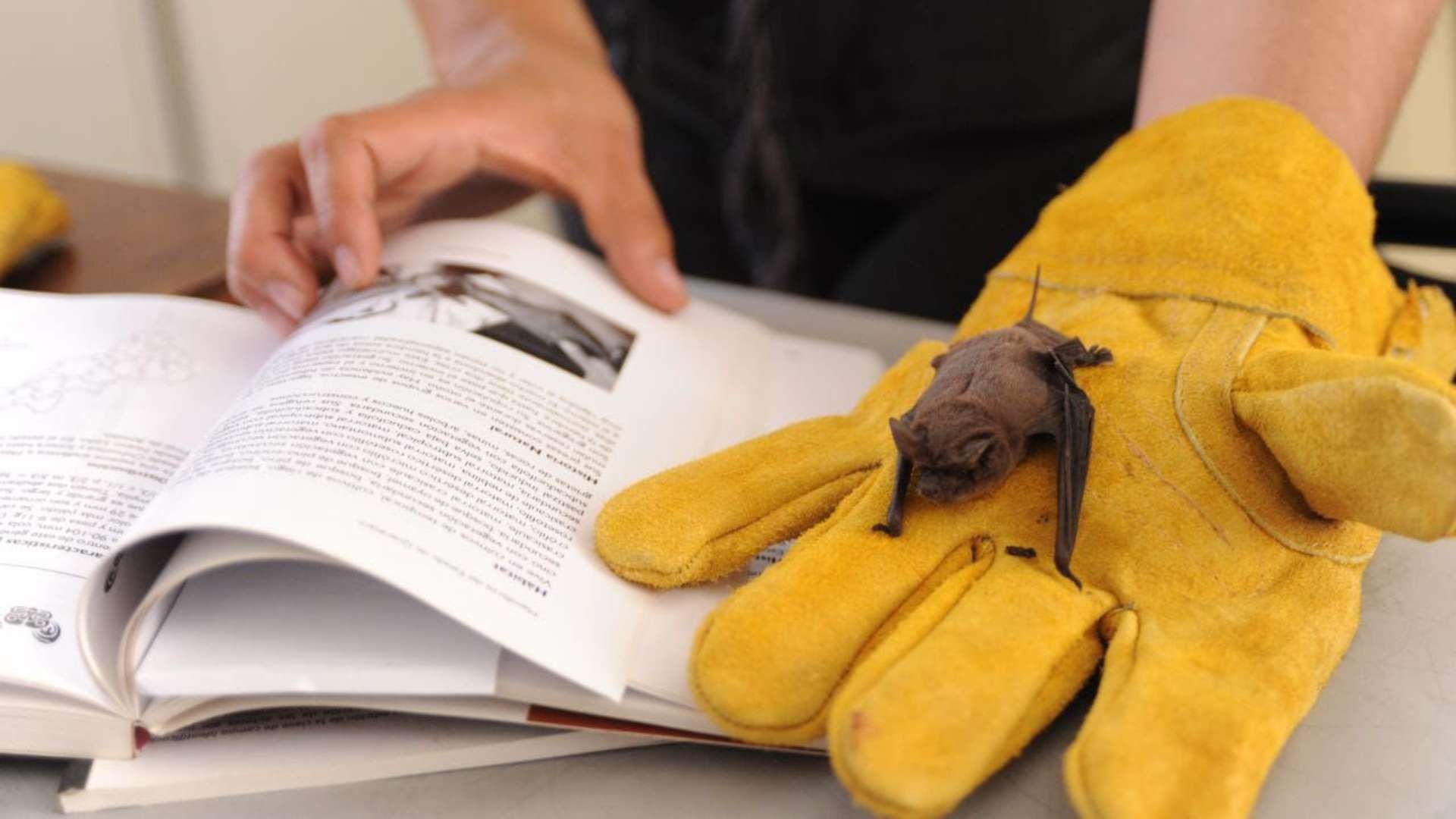 Murciélagos Anidan en Escuela de Querétaro y Causan Alerta