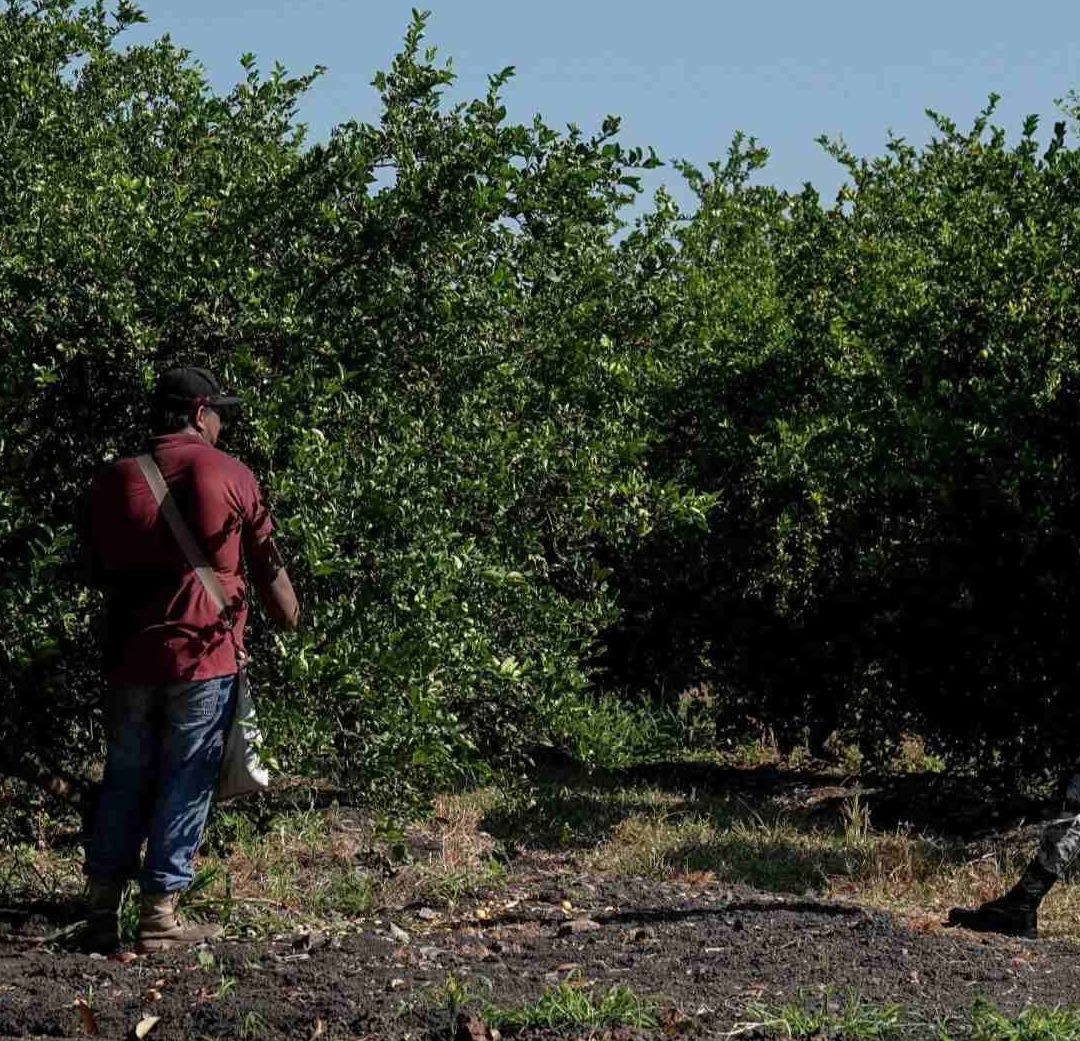 Plan Michoacán: Fuerzas Armadas Vigilan Empacadoras y Tianguis Limoneros en Apatzingán y Múgica