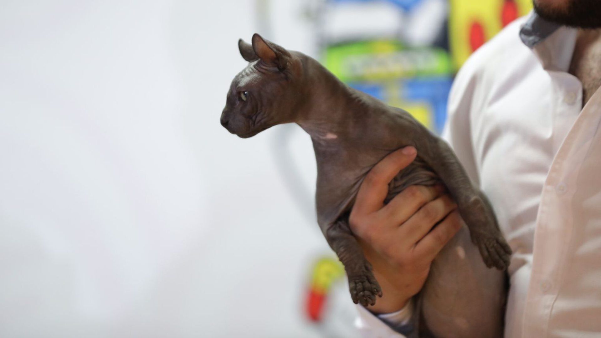El gato de raza esfinge cuenta con algunos tatuajes en la piel como el logo "Hecho en México", distintivo de la pandilla Los Mexicles