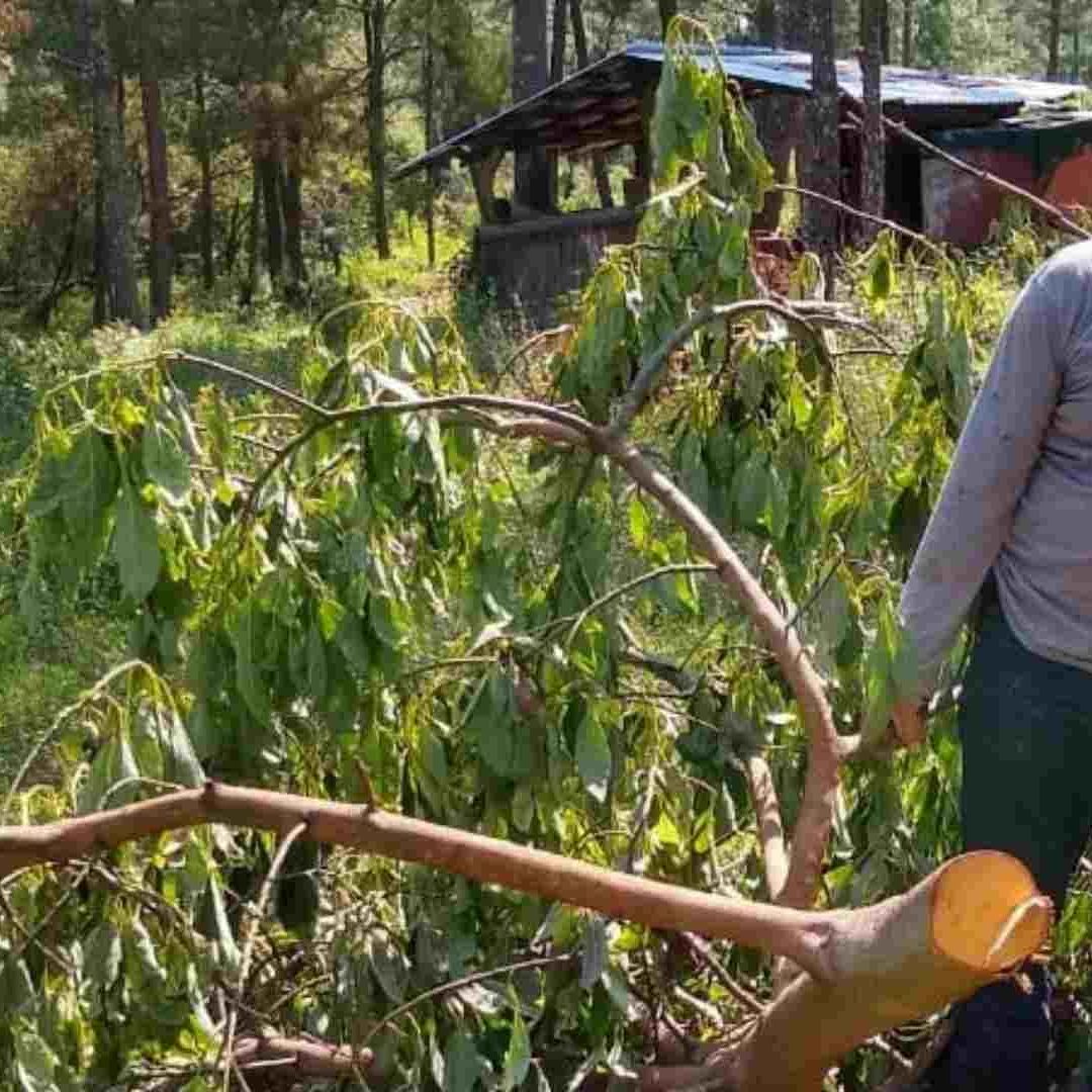 Asesinan en Michoacán a Defensor de Bosques Purépechas