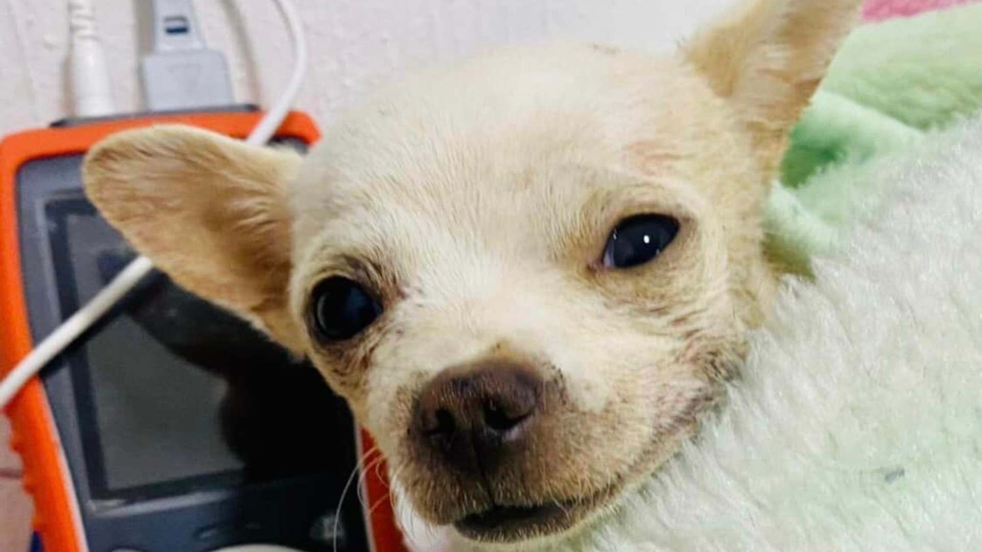 El perrito Pinky murió luego de defender su hogar de un robo