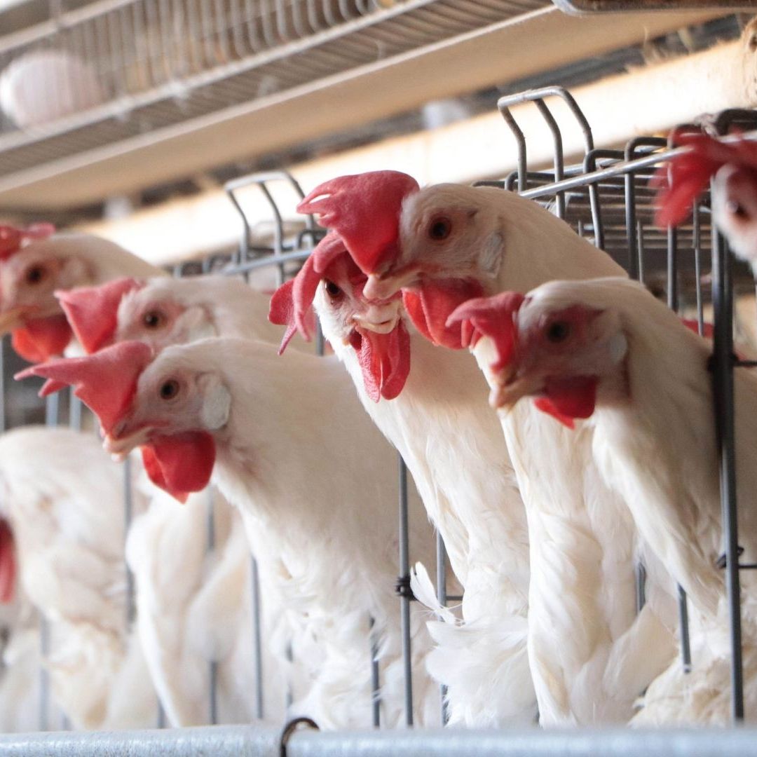 Granja en Nuevo León en abril 2025, luego de operativos de monitoreo por casos de influenza aviar. Foto: Cuartoscuro | Archivo