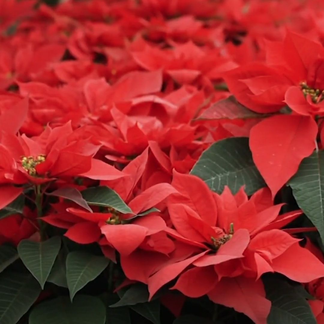 Inicia Venta Masiva de Nochebuena; Mujeres Floricultoras Cada Vez más Activas en su Producción