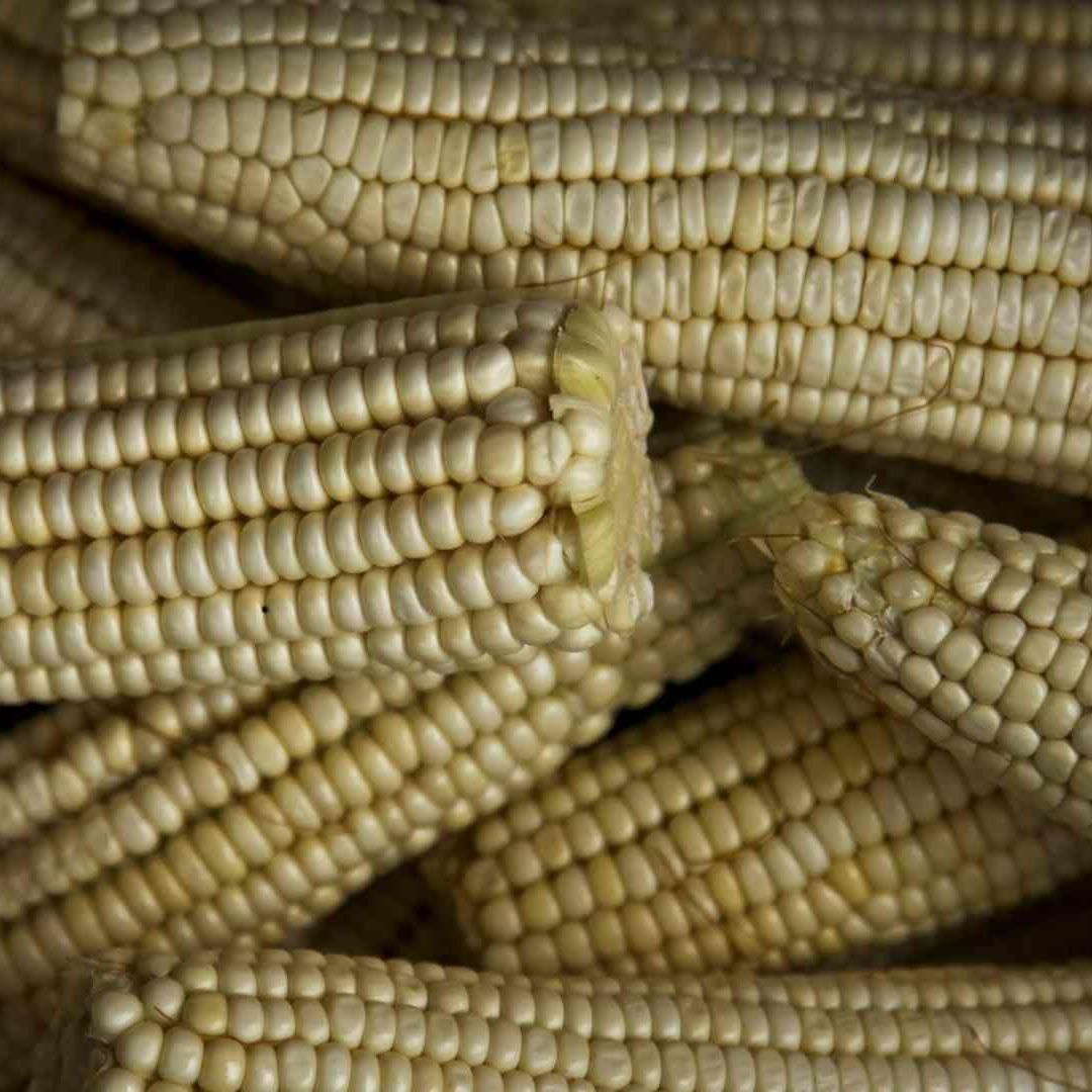 Imagen Ilustrativa de cultivos de maíz