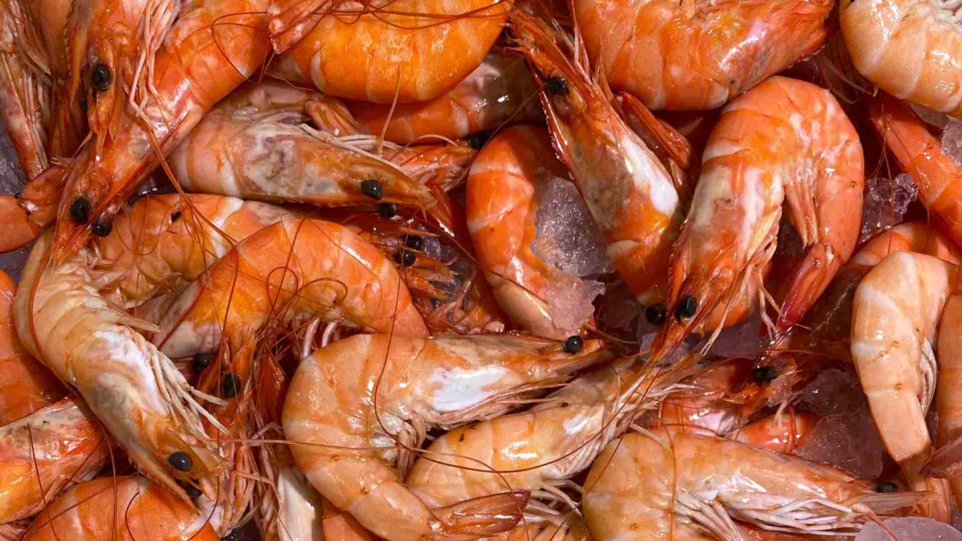 Cuaresma 2023: ¿Cómo saber si el camarón está fresco?