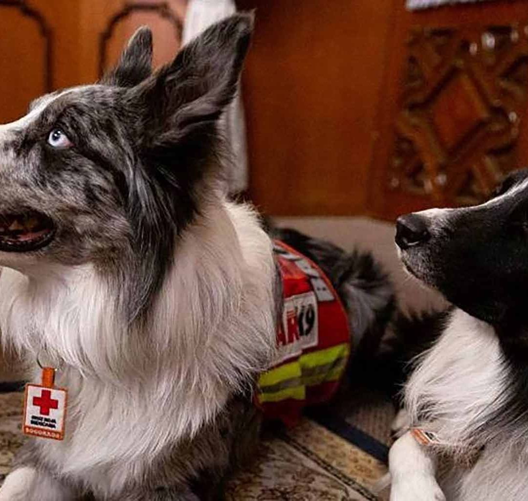 Construirán escuela para perros rescatistas en Querétaro