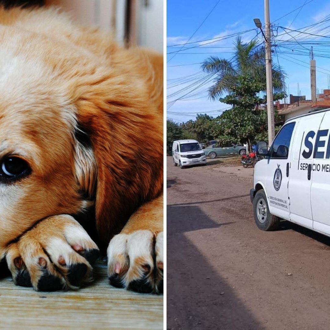 Perrito Muere al Intentar Defender a su Dueño de Sujetos Armados en Culiacán