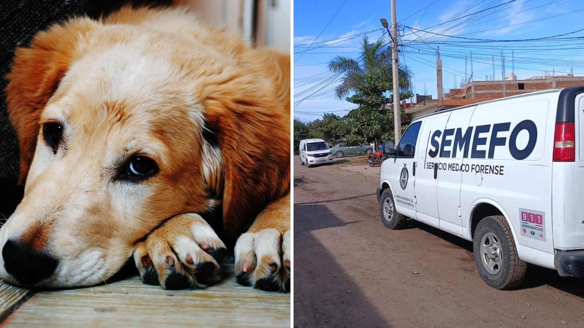 Perrito Muere al Intentar Defender a su Dueño de Sujetos Armados en Culiacán
