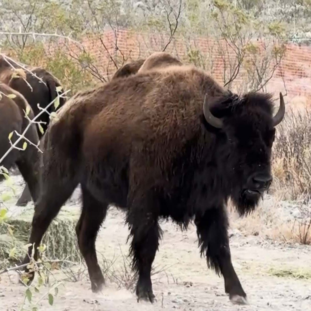 Liberan 44 Bisontes Americanos en Reserva Ecológica en Cuatro Ciénegas