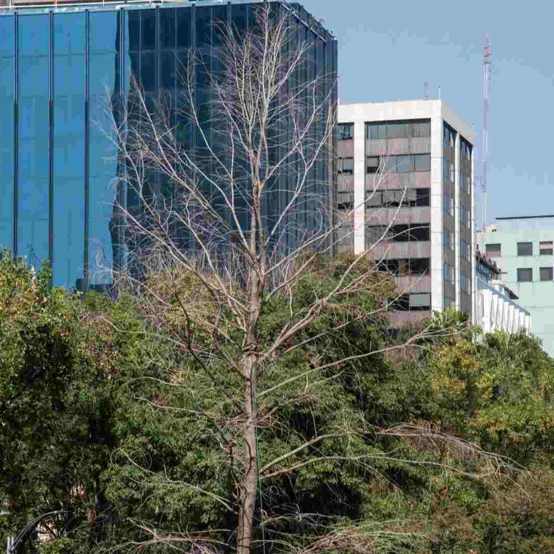 La Secretaría de Medio Ambiente informó que dará a conocer la fecha en que llegará el reemplazo del ahuehuete, que también será un ejemplar de la misma especie