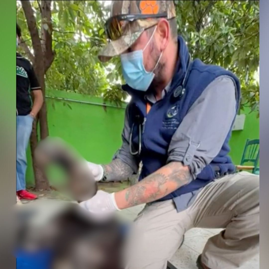 Rescate oso