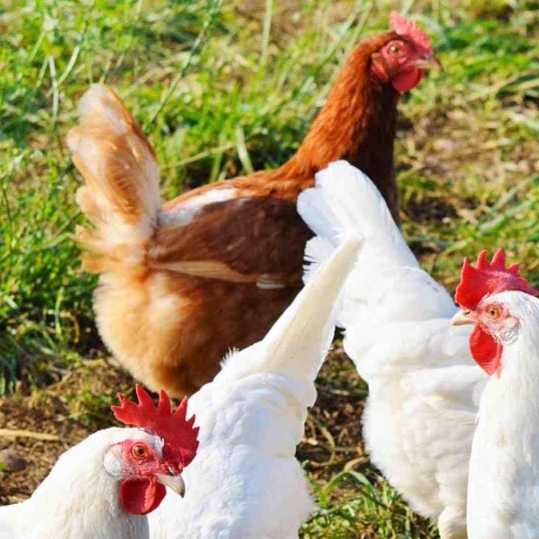 Ponen en cuarentena 3 granjas en Aguascalientes por influenza aviar